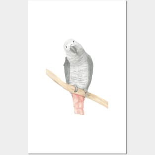 gris d'Afrique watercolor african grey parrot Posters and Art